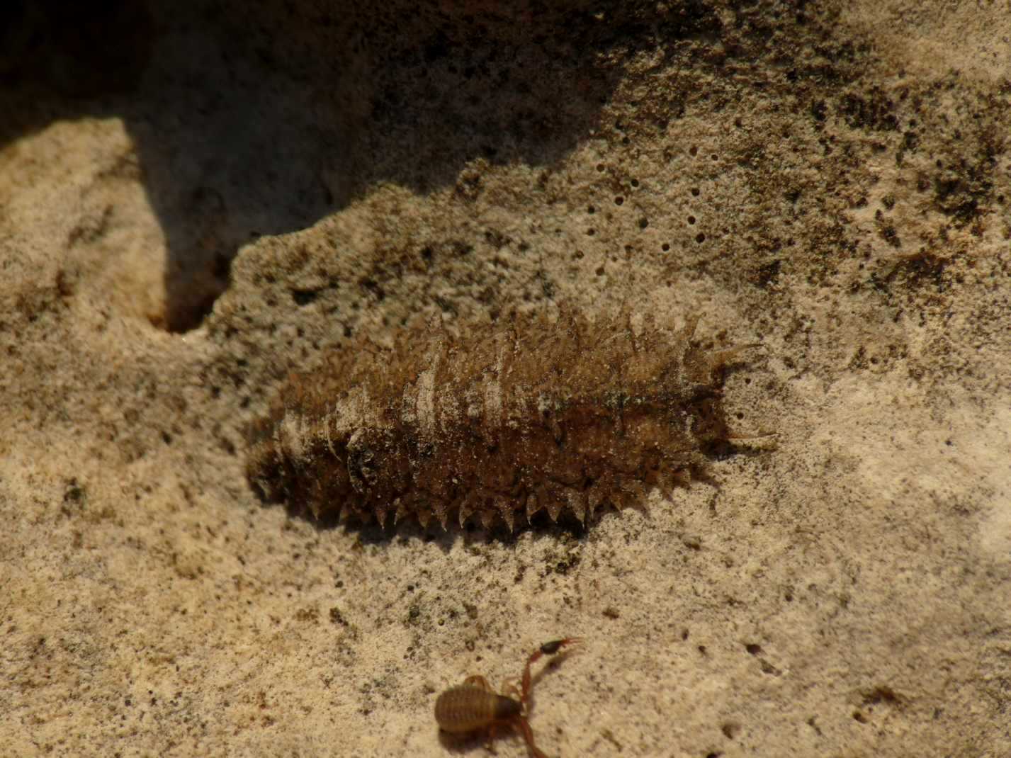 Larva strana: Syrphidae; probabile Paragus sp.